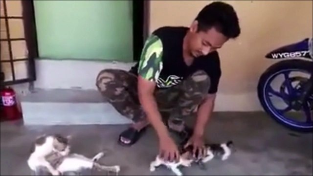 Regardez comment il arrive à calmer les chatons... Technique incroyable