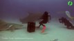 Un plongeur endort un requin sauvage en pleine mer