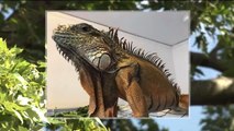 Pet Iguana Missing for Months Finally Captured in Wisconsin