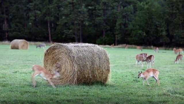 Adorable : quand deux jeunes faons jouent à cache-cache