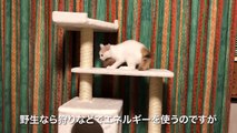 部屋中大暴れ！ドタバタ子猫の運動会