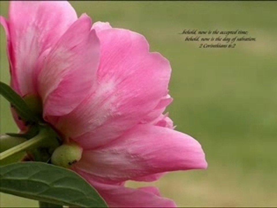 Jesus vous Aime tous - Because of your Love