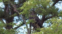 Rehabilitated Bald Eagle Returns to the Wild in Pennsylvania