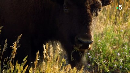 Combat de bisons impressionnant - ZAPPING SAUVAGE