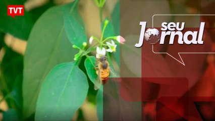 Pesquisa mostra que abelhas se viciam em pesticidas