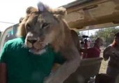 Cuddly Lion Gets Comfortable With Tourists at Taigan Safari Park