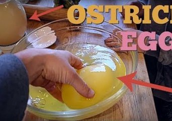Intrepid Canadian Finds Out Everything You'd Want to Know About Ostrich Eggs