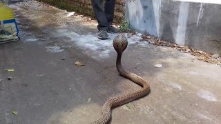 SPECTACLED COBRA catching in a dangerous situation
