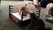 The cutest wrestling match you'll ever see