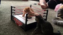 The cutest wrestling match you'll ever see