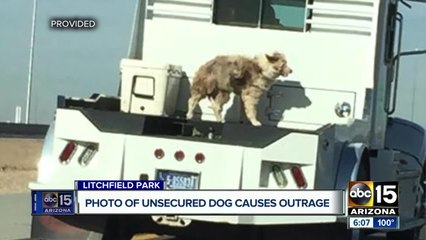 Photo of unsecured dog causes outrage online