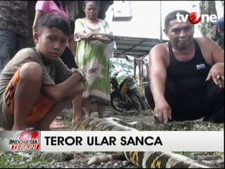 Meresahkan, Ular Sanca 30 Kg Ditangkap Warga
