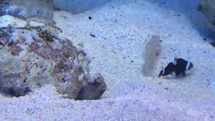 Encore des problèmes de voisinage chez les Gobies