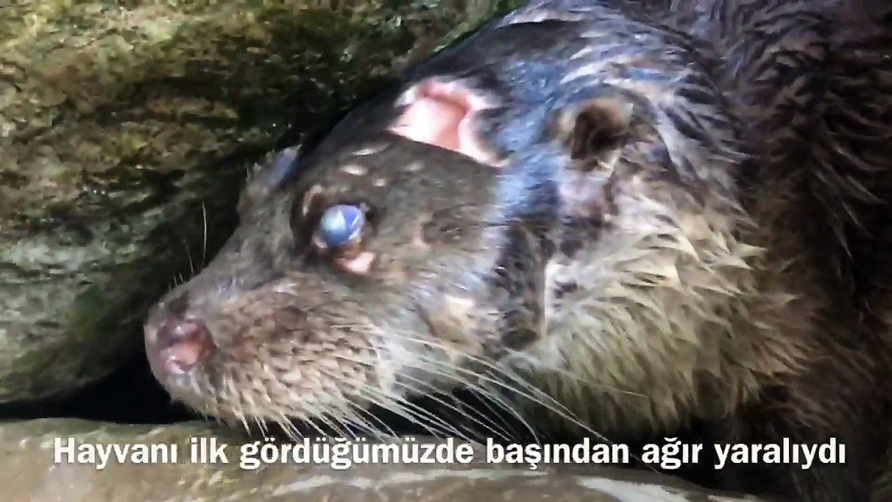 Zonguldak kıyılarında göründü