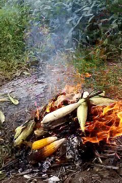 cooking corn on the cob in the fire!