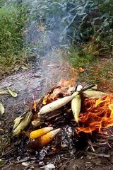 cooking corn on the cob in the fire!