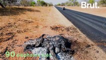 Près de 100 éléphants tués par des balles de gros calibre au Botswana