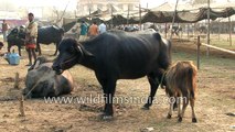 Cattle for sale at the Sonepur fair India