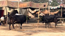 Cattle market at the Sonepur fair Bihar