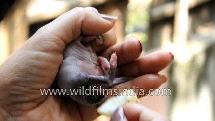 Cleaning a baby rabbit and helping it to pee