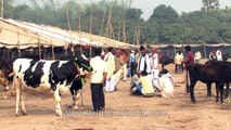 Cows decorated for sale at Sonepur fair Bihar