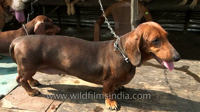 Cute puppies being sold at Sonepur Cattle Fair Bihar