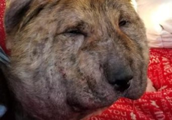Rescue Dog Enjoys Special Massage to Reduce Swelling on Injured Neck