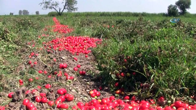 Karacabey Ziraat Odası Başkanı Erhan Erdem: 'Salça fiyatındaki artışın sebebi domates ekiminin azalması'