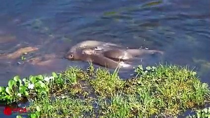 Amazing Family of Otters Vs Caiman - Chase the Opponent Out of His Territory