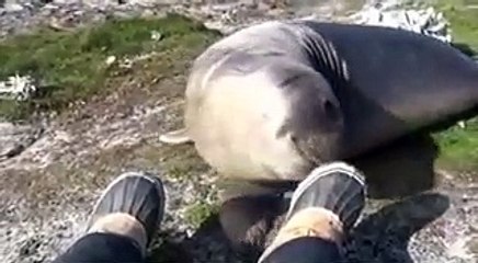 Elephant Seal Rolls Down Hill