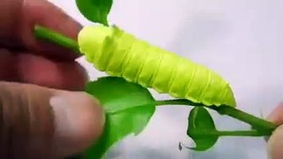 Caterpillar Scream