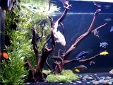 African Cichlid Monster Fish Tank