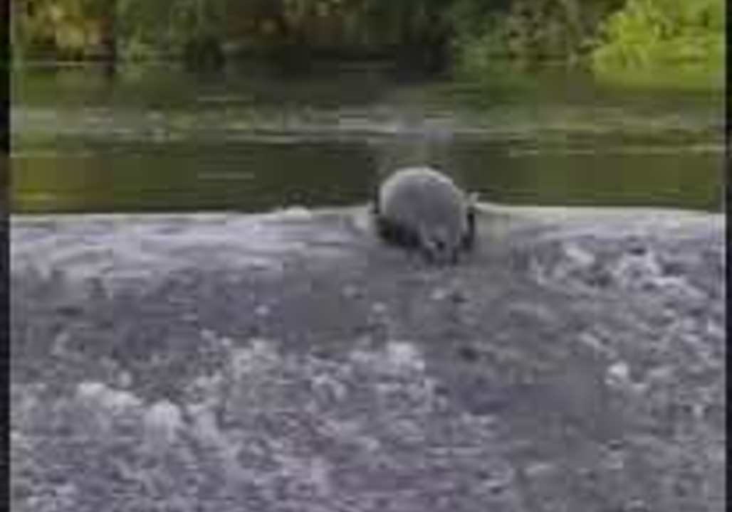 Adventurous Irish Seal Climbs Weir in Pursuit of Salmon