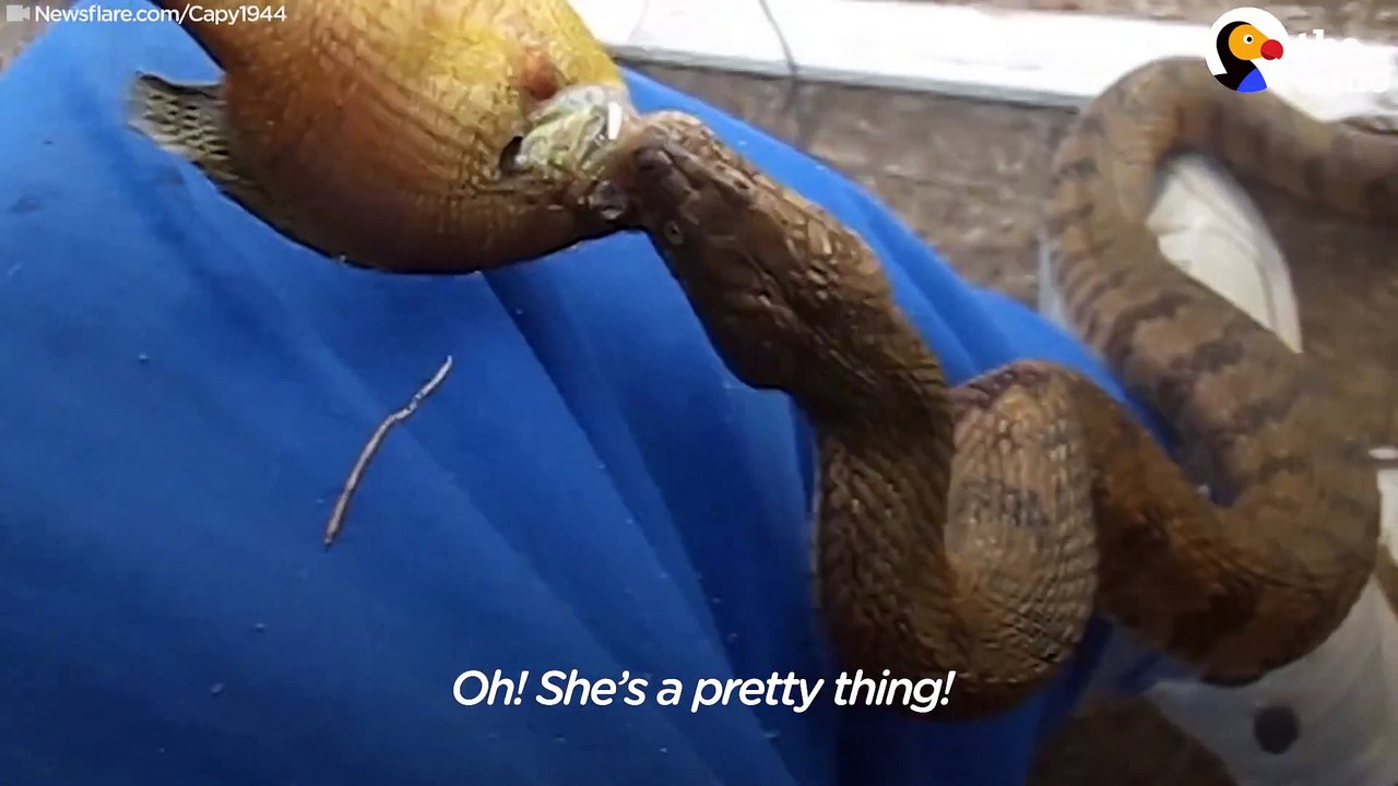 Cet homme nourrit un serpent sauvage quotidiennement