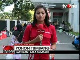 Kronologi Tumbangnya Pohon di Kebun Raya Bogor