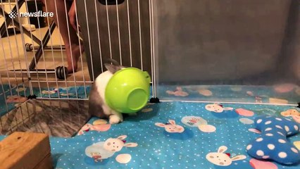 Angry rabbit throws empty bowl to demand food