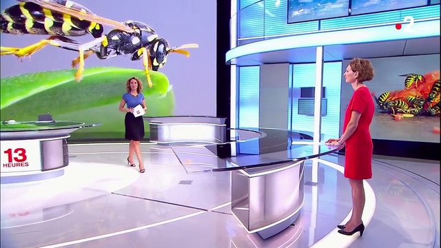 Guêpes : conseils pour éviter les piqûres