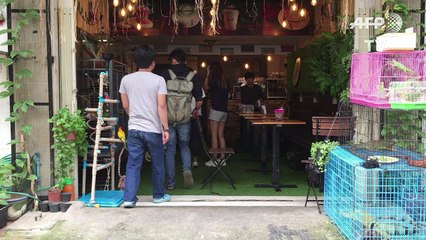 في كمبوديا مقهى لفهم الزواحف بشكل أفضل