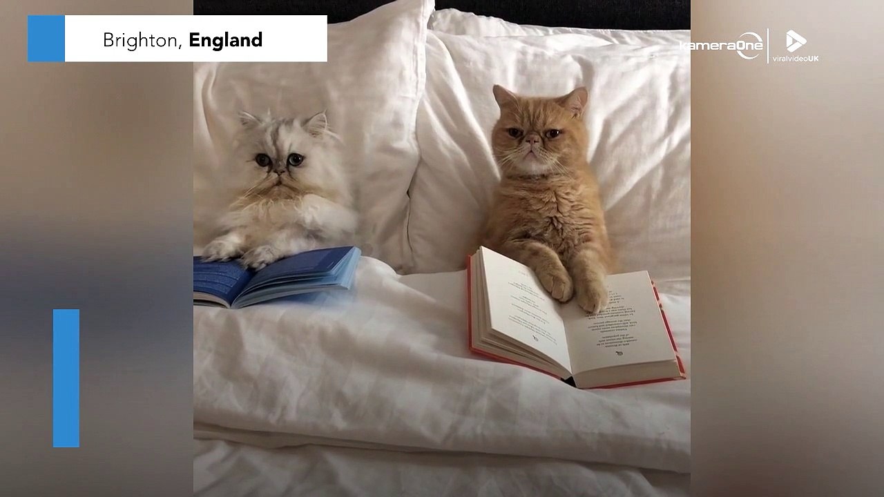 Diese Katzen sind echte Leseratten