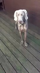 dog tries to catch toy but fails
