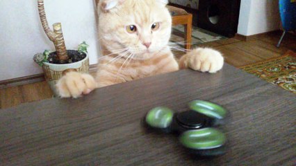 Cat Discovers New Favorite Toy