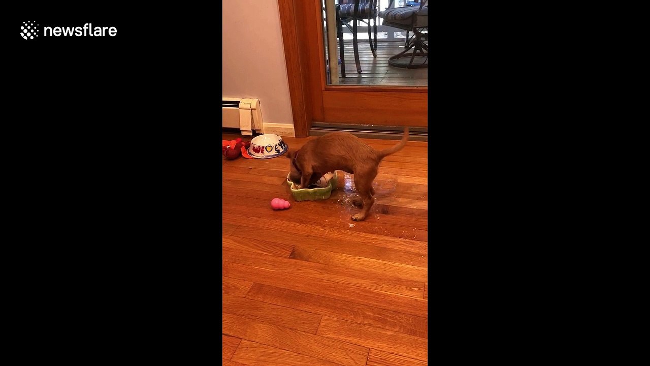 Dorky the dachshund attempts to make his own indoor swimming pool