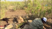 Aç kalan kurtlar koyun sürüsüne saldırdı, 78 hayvan telef oldu