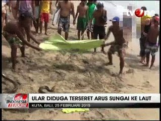 Ular Piton 2,5 Meter Hebohkan Turis di Pantai Kuta