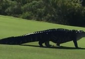 Monster Gator Spotted at Florida Air Force Base