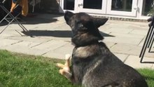 Hardworking Police Dog Finds It Hard to Switch Off