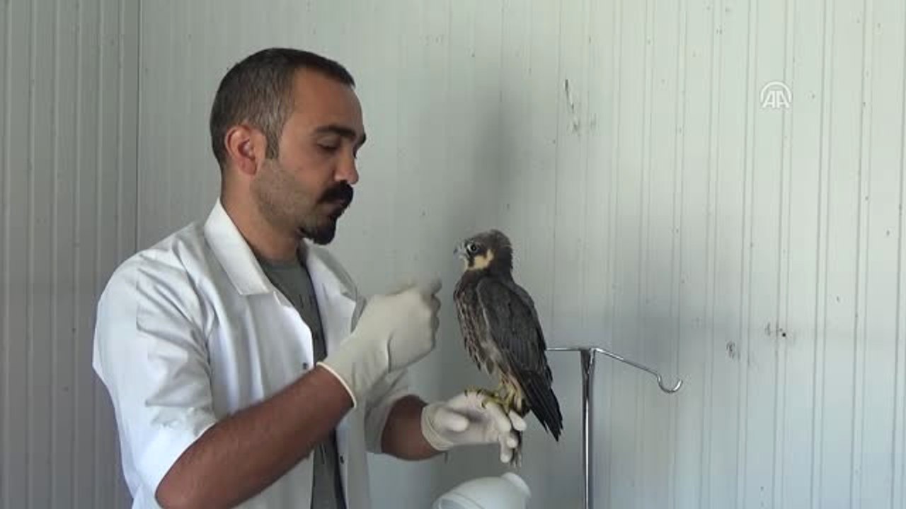Tedavisi Tamamlanan Atmaca Doğaya Salındı - Hakkari