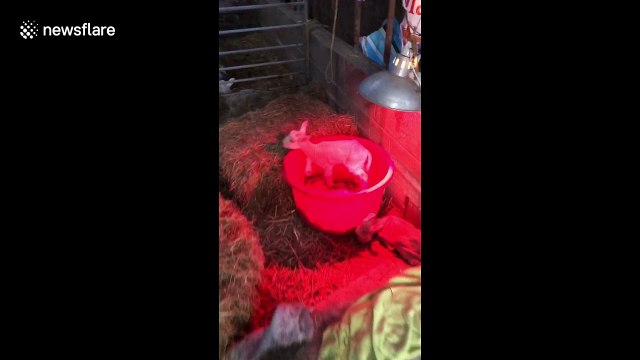 Hand-reared orphan lambs on the farm