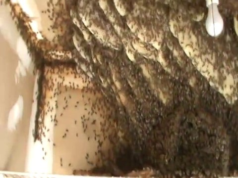 Il pensait trouver un petit nid d'abeilles, regardez ce qu'il va trouver dans cette maison
