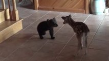 Un petit ourson rencontre un faon : moment adorable